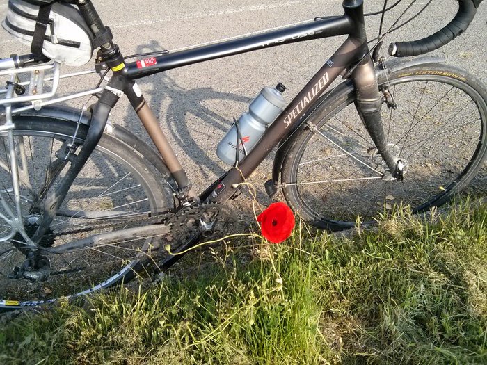 Bicycle and a poppy